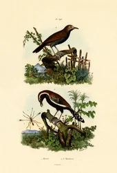 Hormigueros